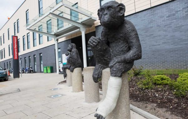 Statues of injured chimpanzees outside the Emergency Department